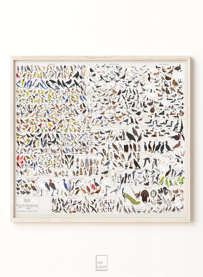 Pop Chart Lab Pop Chart | Birds of North America | 36" x 24" Large-Format Poster | Every Bird Species in North America Illustrated | Perfect Wall Decor for Nature Lovers | 100% Made in the US - Image 5