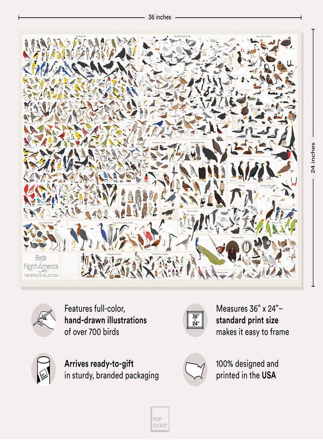 Pop Chart Lab Pop Chart | Birds of North America | 36" x 24" Large-Format Poster | Every Bird Species in North America Illustrated | Perfect Wall Decor for Nature Lovers | 100% Made in the US - Image 2