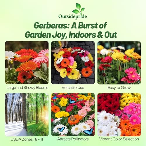 Outsidepride Hybrids Mix Gerbera Seeds - 100 Pcs Perennial, Compact & Low Maintenance, Flower Seeds for Planting w/Vibrant Mixed Blooms, Ideal for Garden Landscaping & Cut Flower Arrangements - Image 2