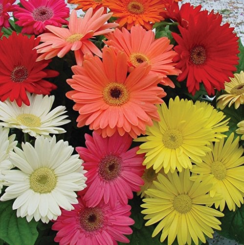 Outsidepride Hybrids Mix Gerbera Seeds - 100 Pcs Perennial, Compact & Low Maintenance, Flower Seeds for Planting w/Vibrant Mixed Blooms, Ideal for Garden Landscaping & Cut Flower Arrangements - Image 1