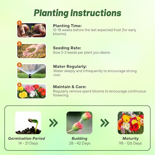 Outsidepride Hybrids Mix Gerbera Seeds - 100 Pcs Perennial, Compact & Low Maintenance, Flower Seeds for Planting w/Vibrant Mixed Blooms, Ideal for Garden Landscaping & Cut Flower Arrangements - Image 4