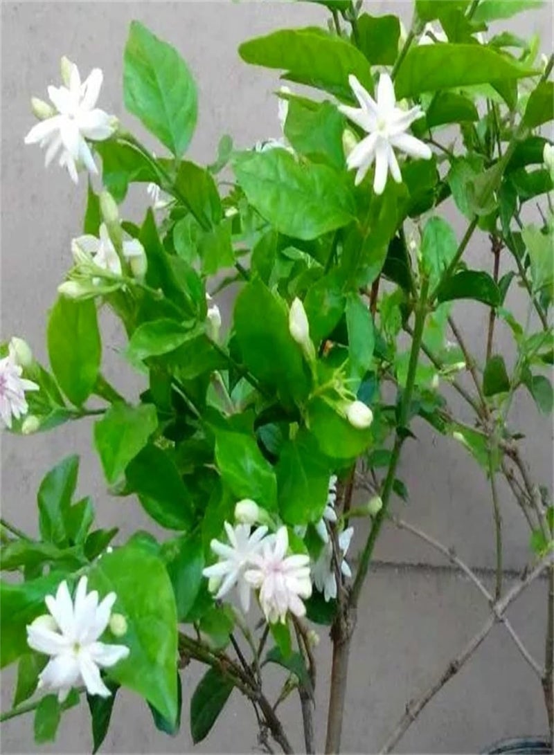 GGOOT Jasmine Seeds Potted Garden Plants Beautify The Environment Aromatic Plants Strong Growing Cute Pop Flower Herb Garden Absolutely Beautiful Flower Seed-300pcs