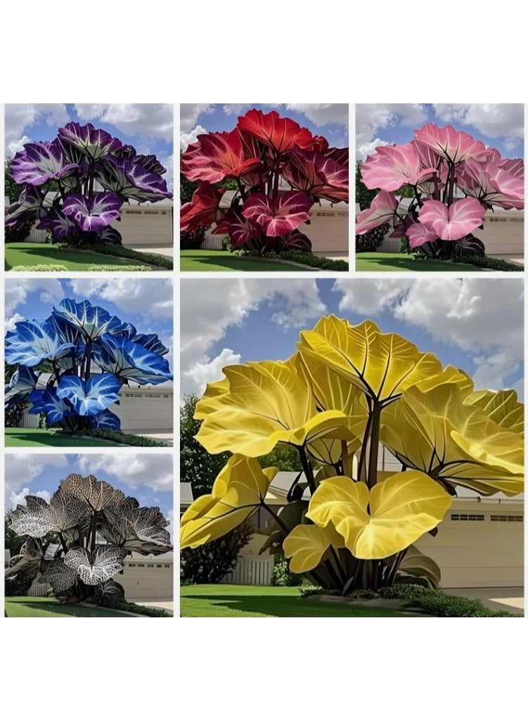 OASIS-TH Caladium Flower 200 seeds Mix Color Dwarf Elephant Ear Ornamental Plant For Home Garden Planting - Image 4