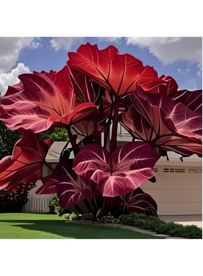 OASIS-TH Caladium Flower 200 seeds Mix Color Dwarf Elephant Ear Ornamental Plant For Home Garden Planting - Image 1