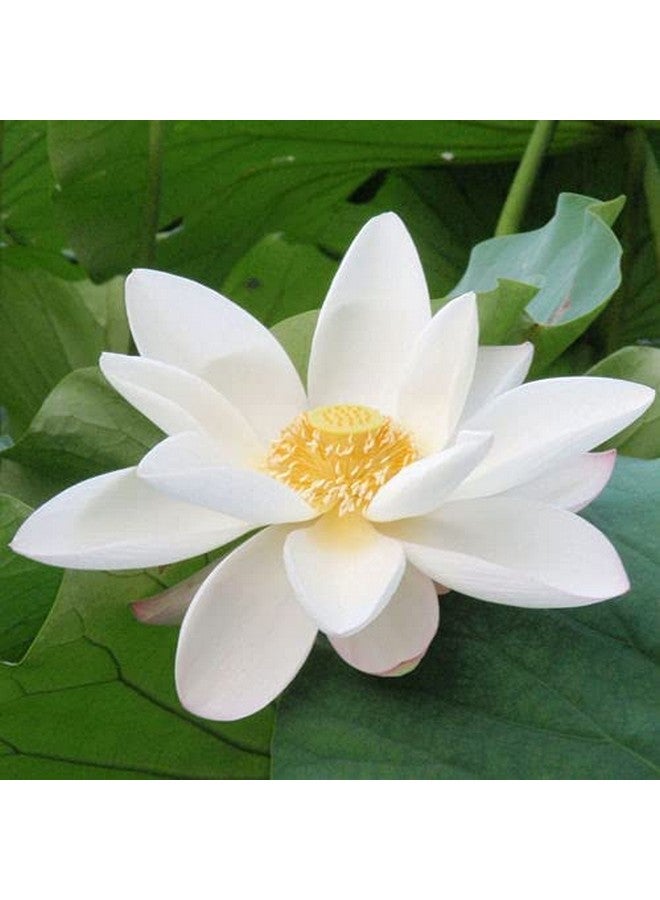 3V PRODUCTS 3V PRODUCTS White Lotus Powder 200g | Venthamarai powder | Nelumbo Nucifera Powder (Pack of 2x100g)  - Image 3