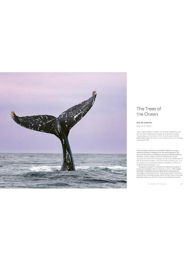 The Ocean Speaks: A Photographic Journey of Discovery and Hope