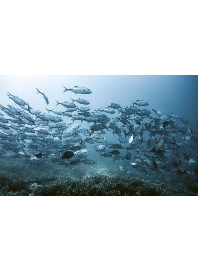 The Ocean Speaks: A Photographic Journey of Discovery and Hope