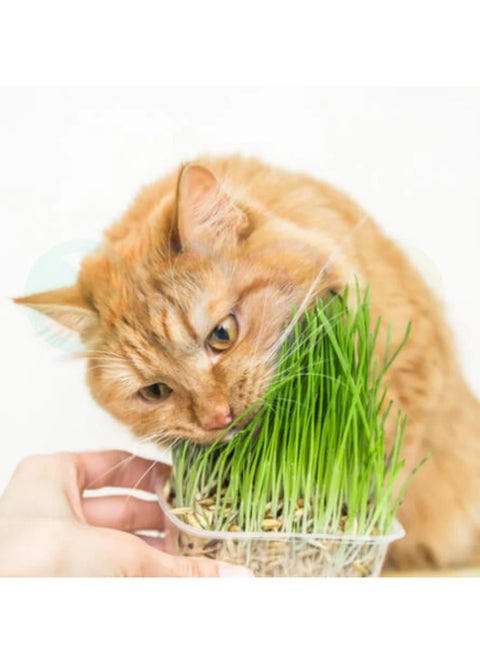 Nutritious and Fresh 3-Pack Cat Grass Seeds for Healthy Pets