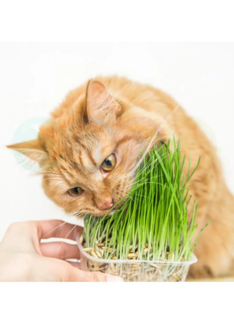 vsell24 - Nutritious and Fresh 3-Pack Cat Grass Seeds for Healthy Pets - Image 1