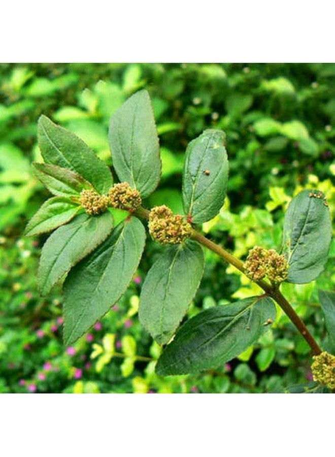 DIETS ORGANICS Amman Pacharisi Powder l Euphorbia Hirta Powder -100Gms - Image 2