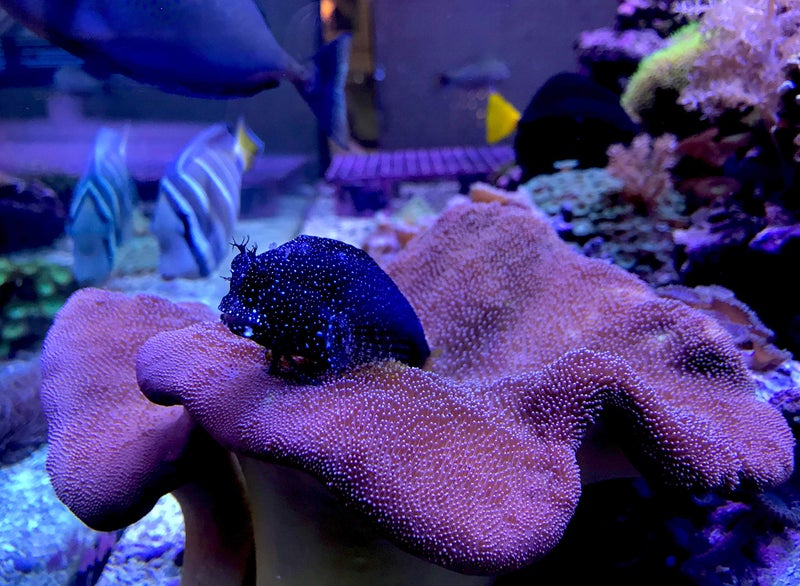 Seachem Reef Trace, 2 L / 67.6 fl. oz. - Image 2