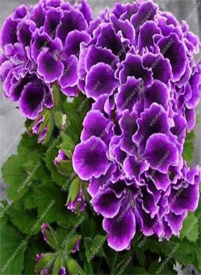 GGOOT New 50pcs Geranium Flower Seeds for Gardening Violet - Image 1