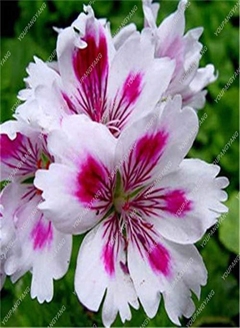 GGOOT New 50pcs Geranium Flower Seeds for Gardening Violet - Image 4