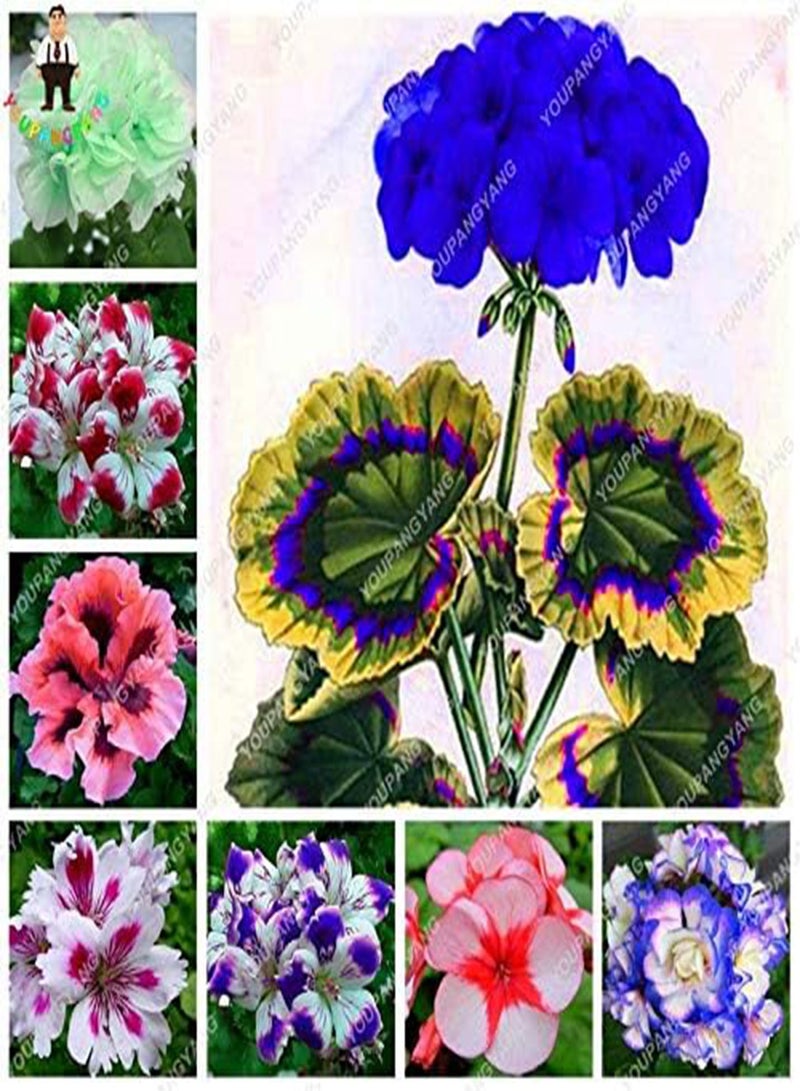 GGOOT New 50pcs Geranium Flower Seeds for Gardening Violet - Image 2