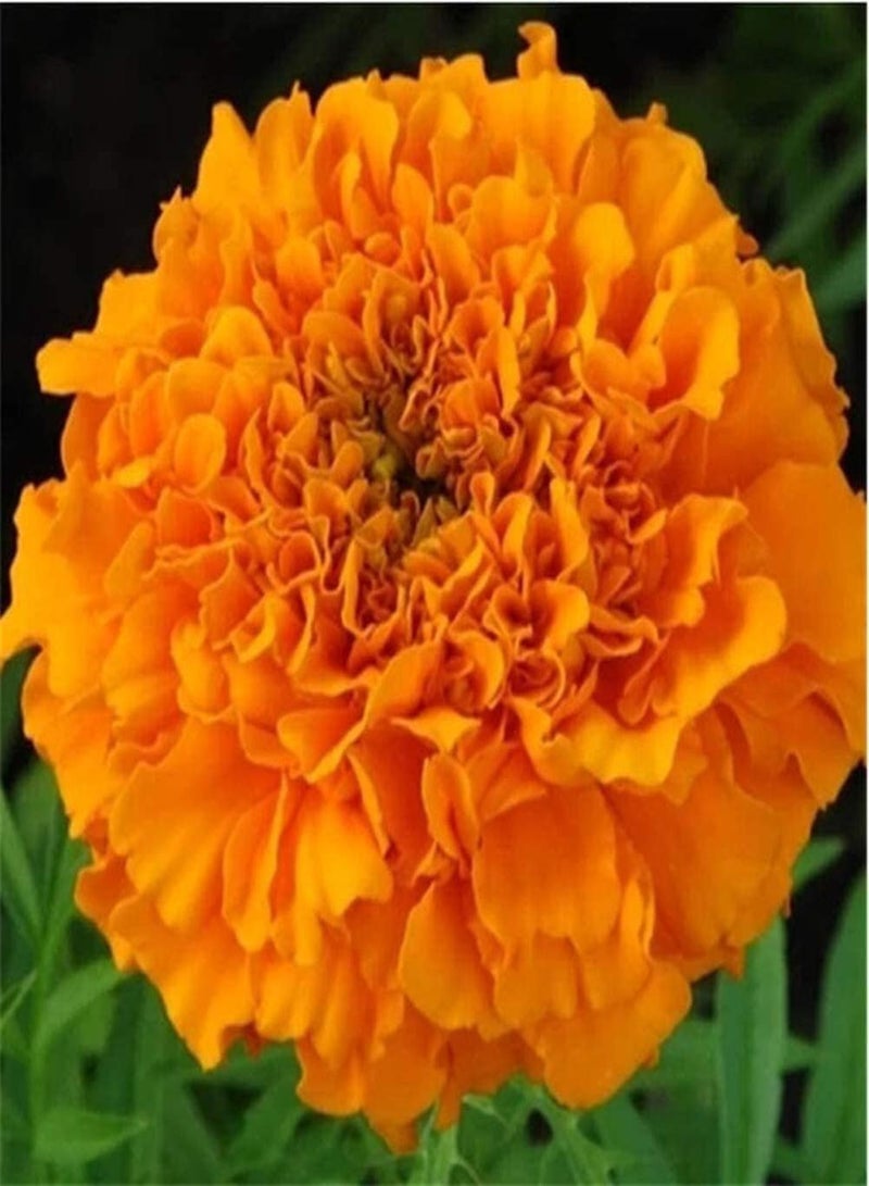 GGOOT 200Stück orangefarbene Ringelblumensamen einzigartige orangefarbene kugelförmige Blumen Lassen Ihren Garten glänzen Einstiegsblumen geeignet für unerfahrene Gärtner - Image 2