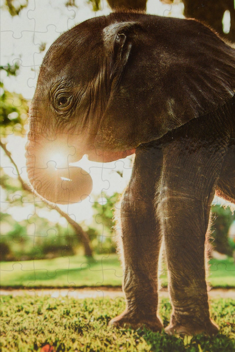 Ambassador Photographers Collection Puzzle Set - Image 5