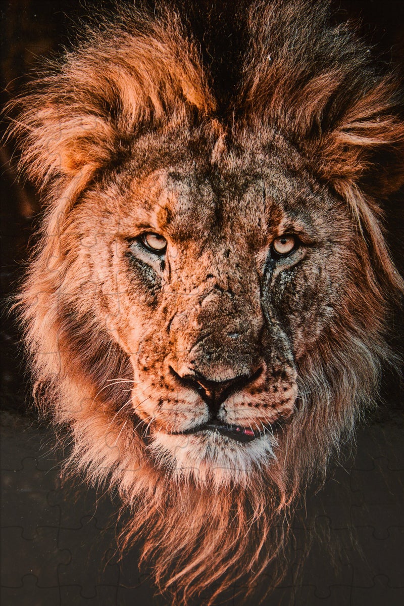 Ambassador Photographers Collection Puzzle Set - Image 3