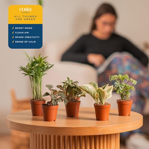 Costa Farms Live Mini Indoor Plants in Plastic Pots, Easy to Maintain, Air Purifying Houseplants, Home, Room, or Office Decor, House Warming or Birthday Gift, 4-6 Inches Tall, Pack of 6 - Image 5