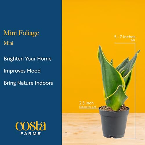 Costa Farms Live Mini Indoor Plants in Plastic Pots, Easy to Maintain, Air Purifying Houseplants, Home, Room, or Office Decor, House Warming or Birthday Gift, 4-6 Inches Tall, Pack of 6 - Image 4