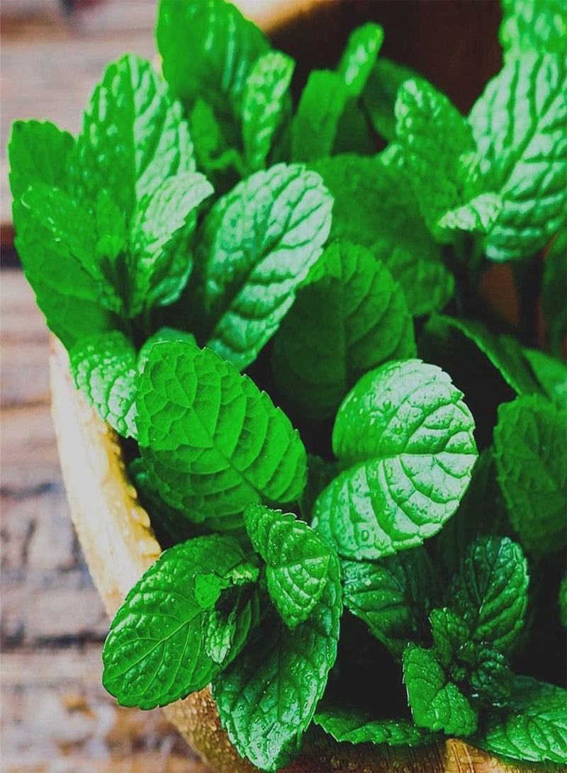 GGOOT Fresh Growing Peppermint Seeds/Potted Garden Plants/Seeds of Hanging Basket/Heirloom Garden Oriental Seeds/Attractive Victory Beauty-500pcs - Image 1