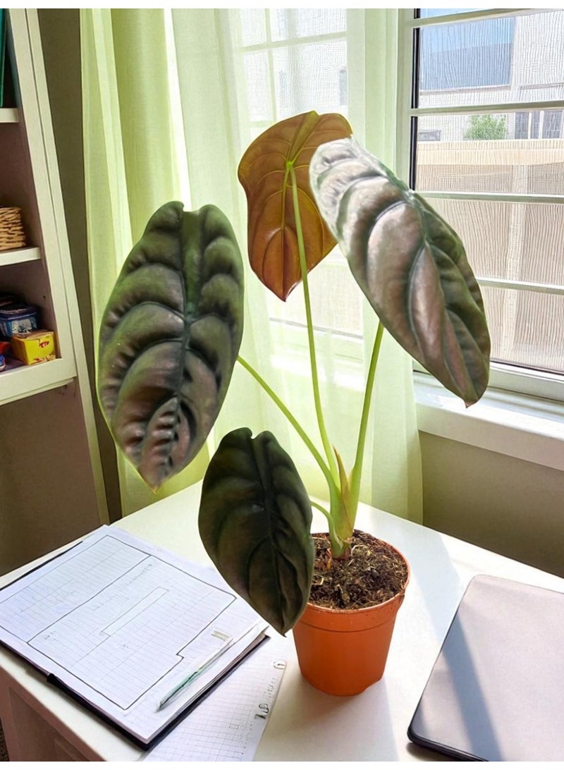Alocasia  Red Secret Rare Indoor Plant, Exotic Tropical Houseplant for Home & Office Décor