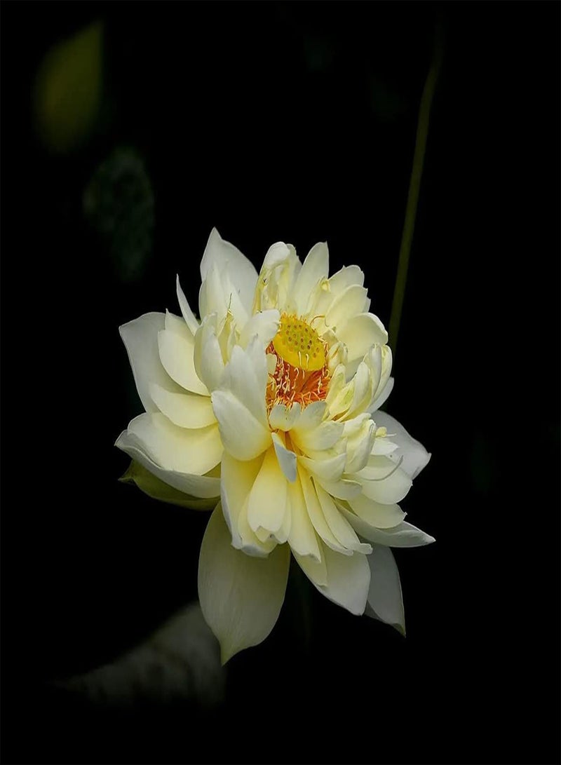 جي جوت 10 قطع من نباتات اللوتس في حديقة الحدائق توفر لك أزهارًا رائعة لواحدة من أفضل الحدائق الكلاسيكية التي لا تحتوي على الكثير من النباتات - Image 1