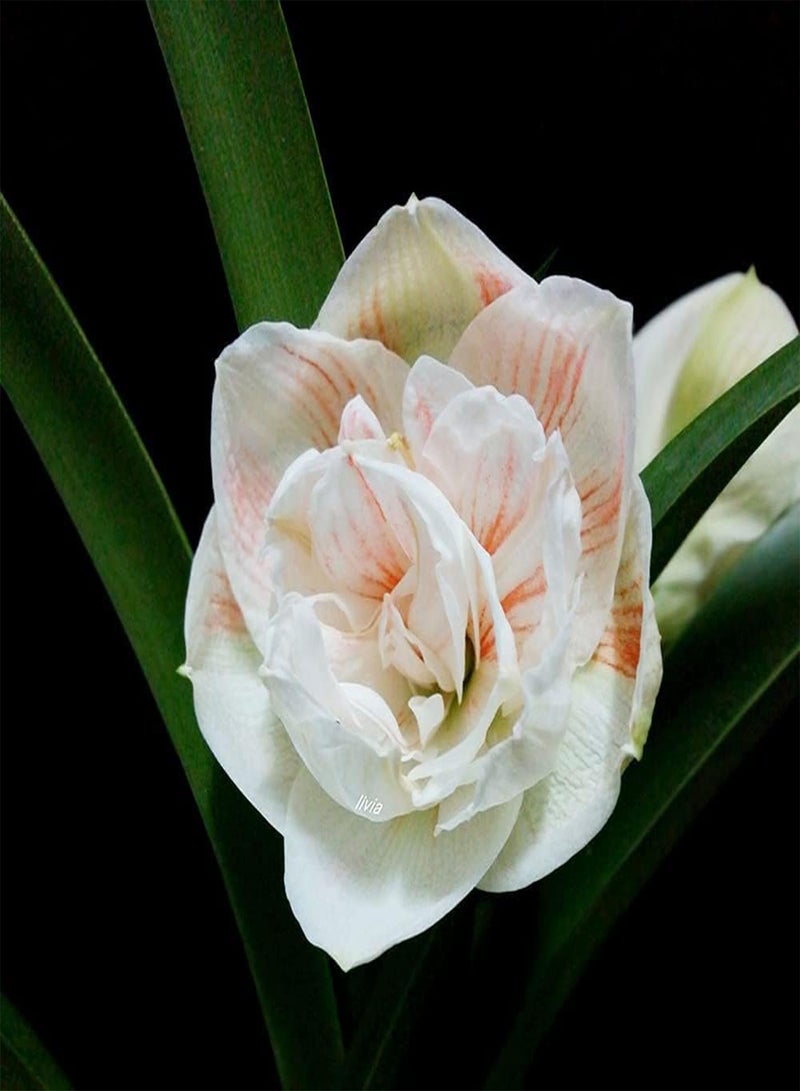 GGOOT 3pcs Cute Shape Perennial Amaryllis seeds Hippeastrum Planted in Garden Outdoor Form Standard Horticultural Landscape - Image 2