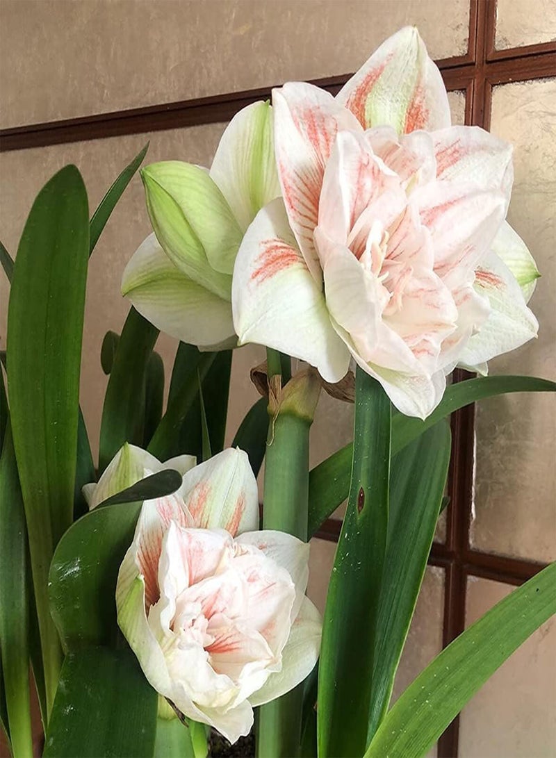 GGOOT 3pcs Cute Shape Perennial Amaryllis seeds Hippeastrum Planted in Garden Outdoor Form Standard Horticultural Landscape - Image 3