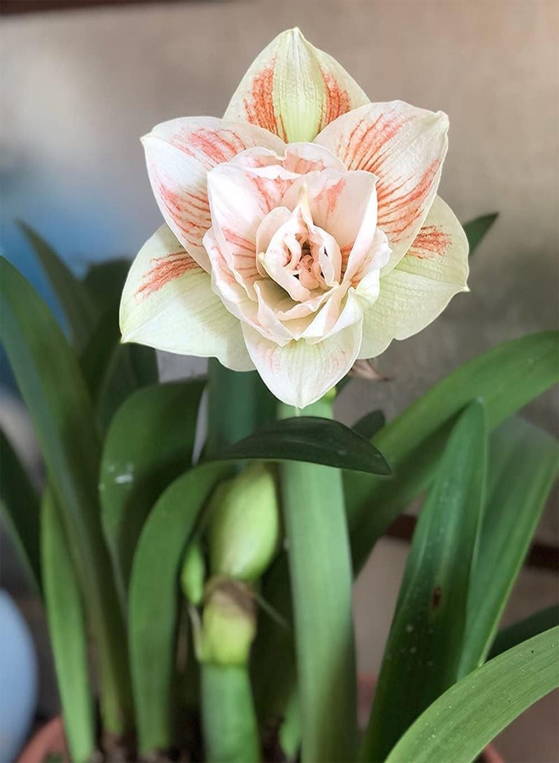 GGOOT 3pcs Cute Shape Perennial Amaryllis seeds Hippeastrum Planted in Garden Outdoor Form Standard Horticultural Landscape - Image 1