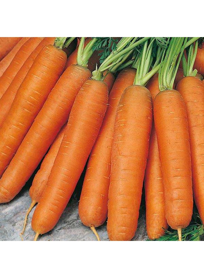 Carrot Nantes Organic Vegetable Seeds