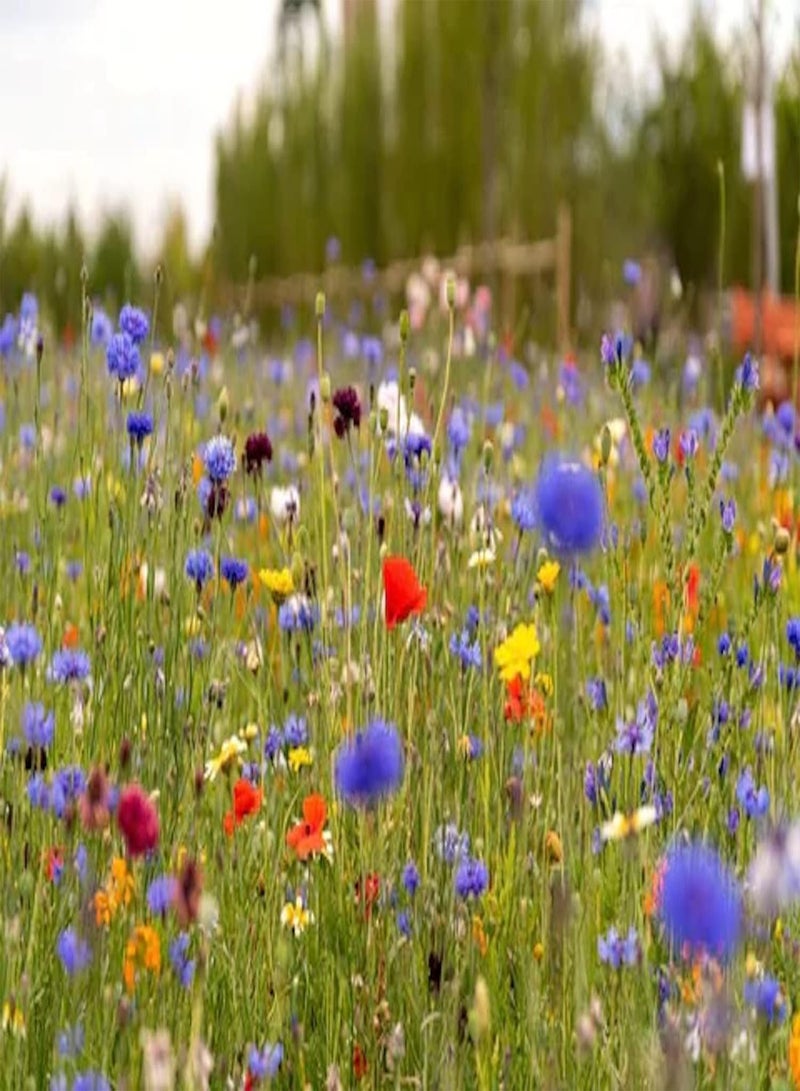 GGOOT Mix of 21 Wildflower Seeds UK Wild Flower Seed Annual Meadow Save Plants Attracts Bees & Butterfly Pure Wildflower Seeds UK Supplier Flower Seeds Wholesale (2 g)  - Image 1