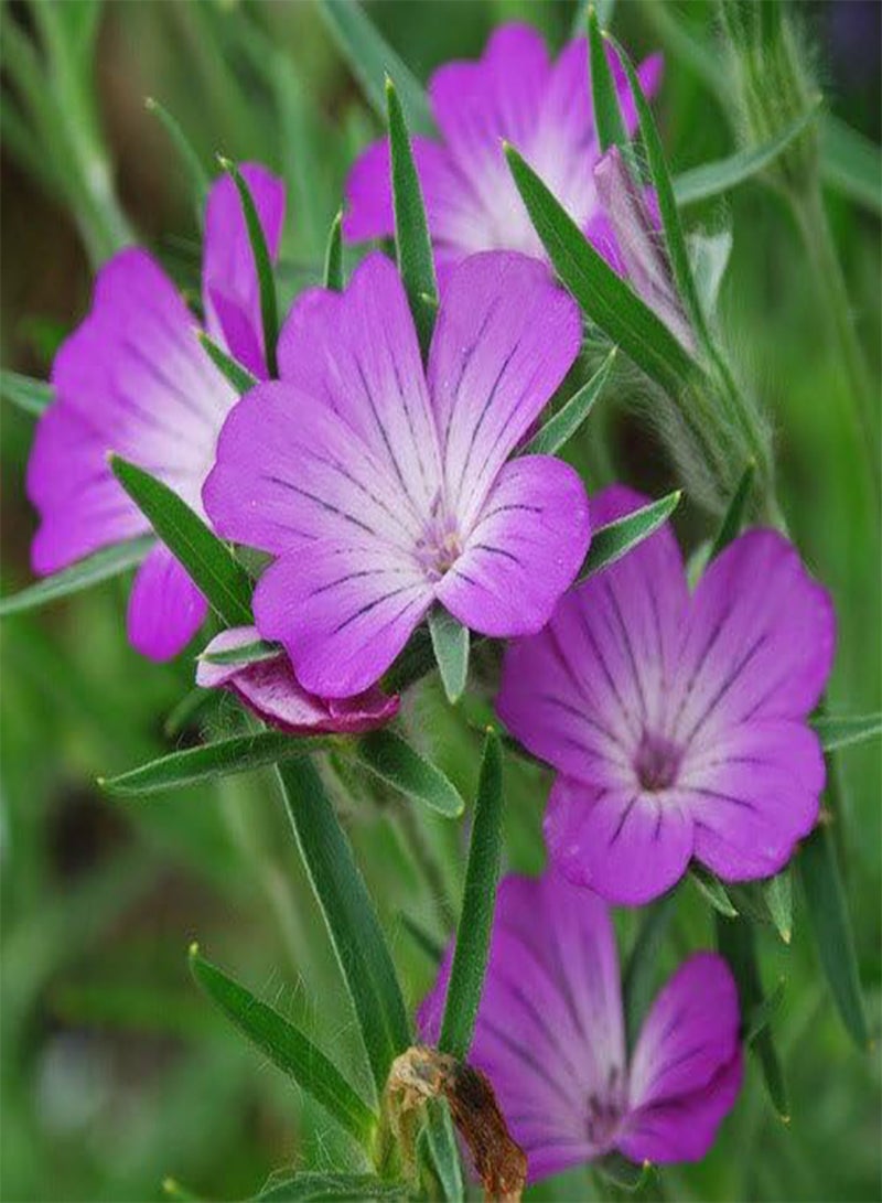 GGOOT Mix of 21 Wildflower Seeds UK Wild Flower Seed Annual Meadow Save Plants Attracts Bees & Butterfly Pure Wildflower Seeds UK Supplier Flower Seeds Wholesale (2 g)  - Image 5
