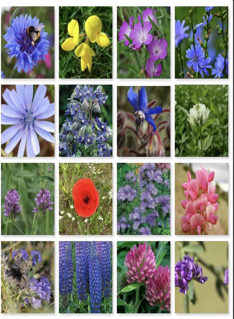 GGOOT Mix of 21 Wildflower Seeds UK Wild Flower Seed Annual Meadow Save Plants Attracts Bees & Butterfly Pure Wildflower Seeds UK Supplier Flower Seeds Wholesale (2 g)  - Image 4