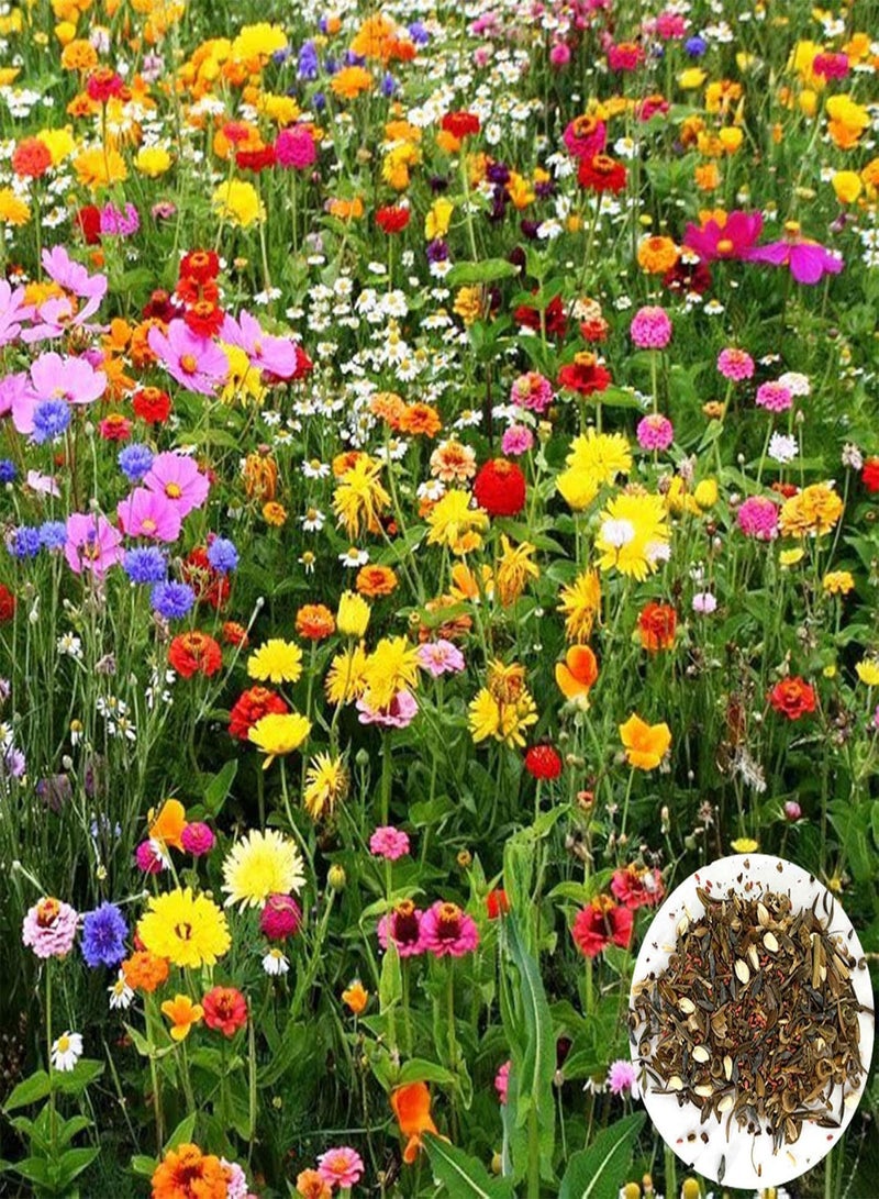 GGOOT 500Pcs Mixed Color Wildflower Wild Grass Seeds Home Garden Lawn Ornamental Plant - Mixed Wild Grass Seeds - Flower Seeds Vegetable Seeds Fruit Seeds Garden Plant Seeds  - Image 1
