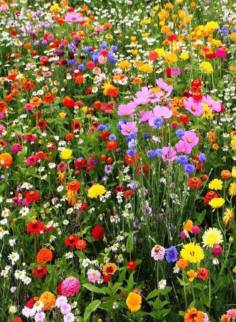 GGOOT 500Pcs Mixed Color Wildflower Wild Grass Seeds Home Garden Lawn Ornamental Plant - Mixed Wild Grass Seeds - Flower Seeds Vegetable Seeds Fruit Seeds Garden Plant Seeds  - Image 2