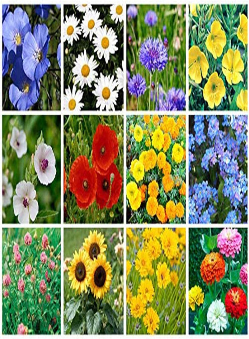 GGOOT 500Pcs Mixed Color Wildflower Wild Grass Seeds Home Garden Lawn Ornamental Plant - Mixed Wild Grass Seeds - Flower Seeds Vegetable Seeds Fruit Seeds Garden Plant Seeds  - Image 4