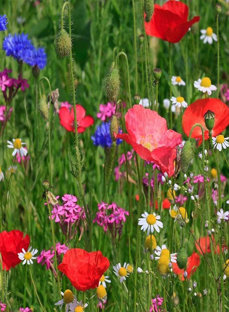 GGOOT 500Pcs Mixed Color Wildflower Wild Grass Seeds Home Garden Lawn Ornamental Plant - Mixed Wild Grass Seeds - Flower Seeds Vegetable Seeds Fruit Seeds Garden Plant Seeds  - Image 3