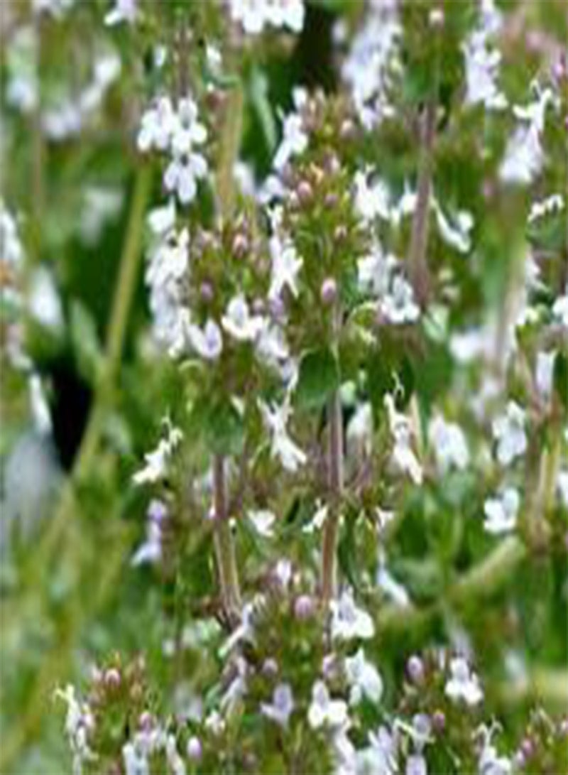 GGOOT Thyme Thymus Vulgaris - 5,00 Bulk (PKD) Seeds
