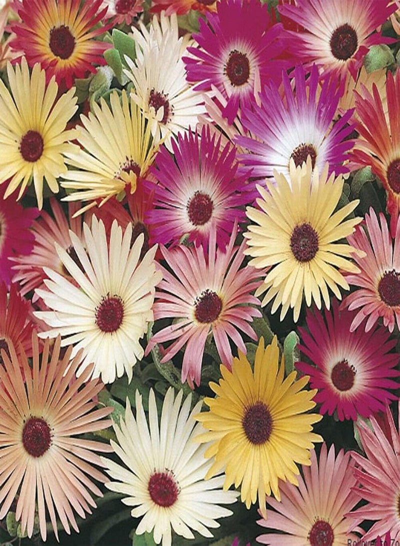 GGOOT 10 Seeds Livingstone Daisy Mix Seeds Mesembryanthemum Flowers For Container Pot - Image 2