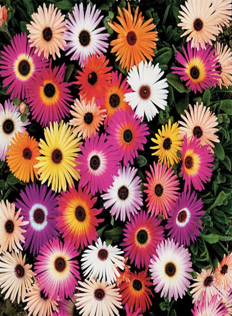 GGOOT 10 Seeds Livingstone Daisy Mix Seeds Mesembryanthemum Flowers For Container Pot - Image 1
