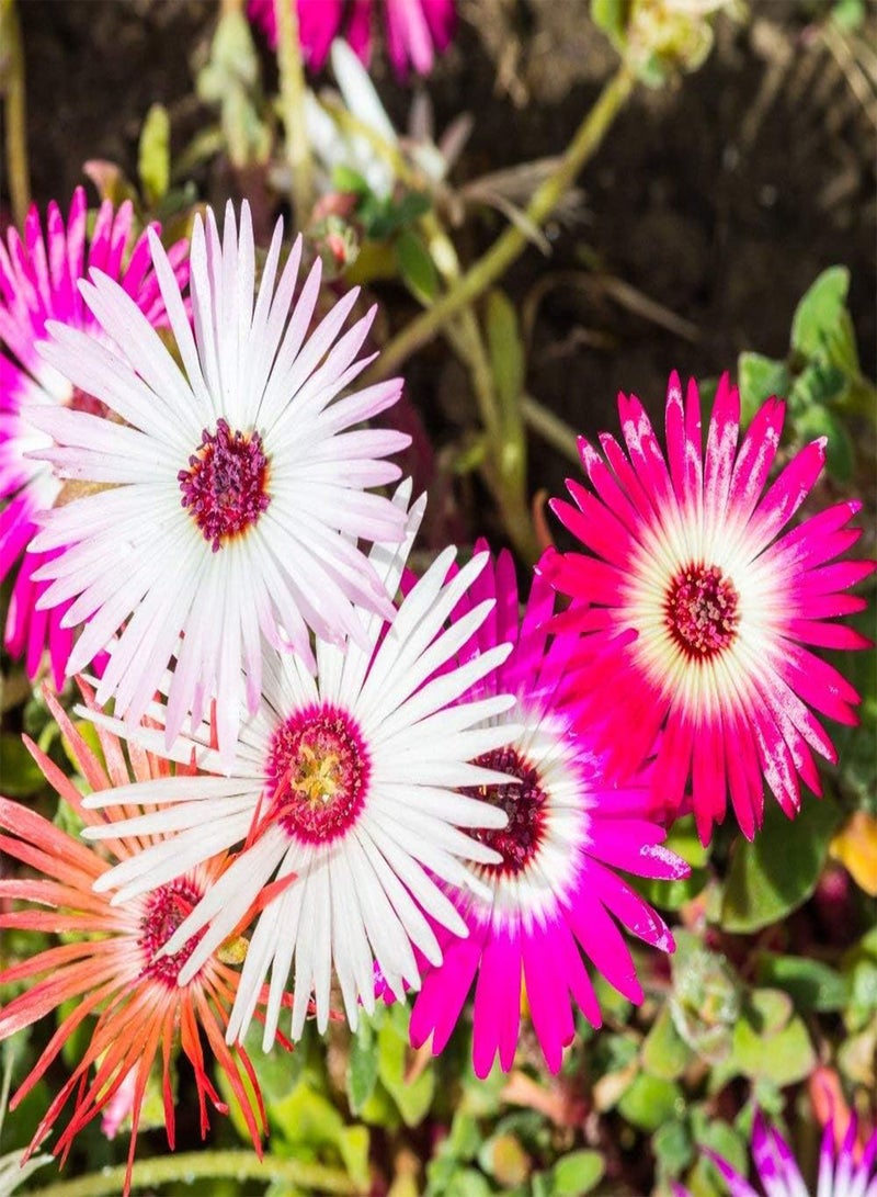 GGOOT 10 Seeds Livingstone Daisy Mix Seeds Mesembryanthemum Flowers For Container Pot - Image 3