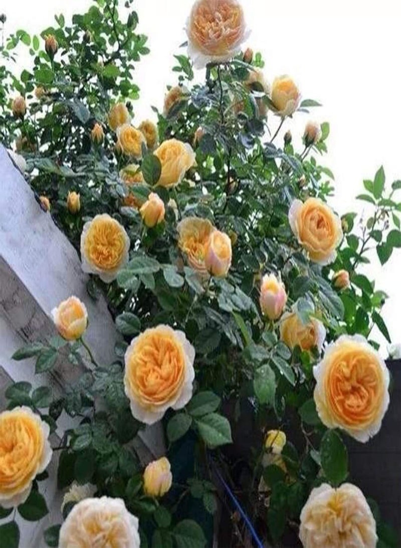 GGOOT Green Garden Flower Plants-100Pcs Climbing Rose Seeds Flower Plant Home Garden Roof Bonsai Balcony Decor - Red - Image 4