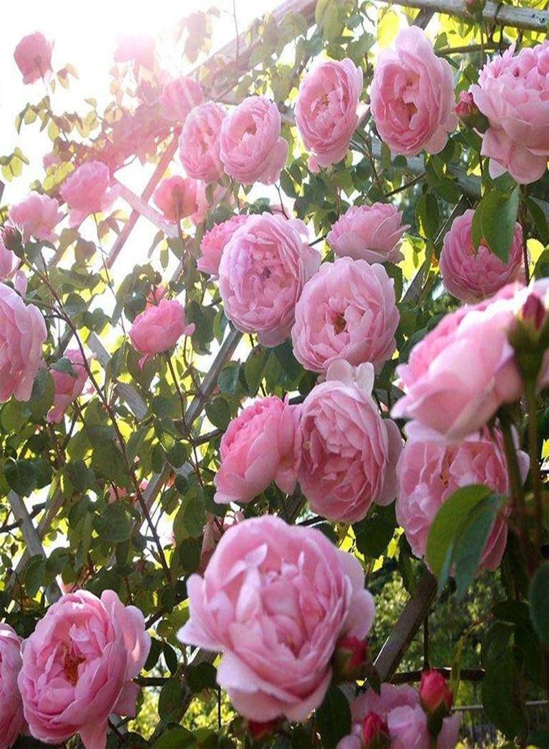 GGOOT Green Garden Flower Plants-100Pcs Climbing Rose Seeds Flower Plant Home Garden Roof Bonsai Balcony Decor - Red - Image 5