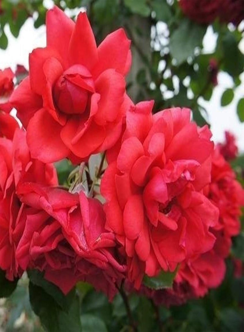 GGOOT Green Garden Flower Plants-100Pcs Climbing Rose Seeds Flower Plant Home Garden Roof Bonsai Balcony Decor - Red - Image 1