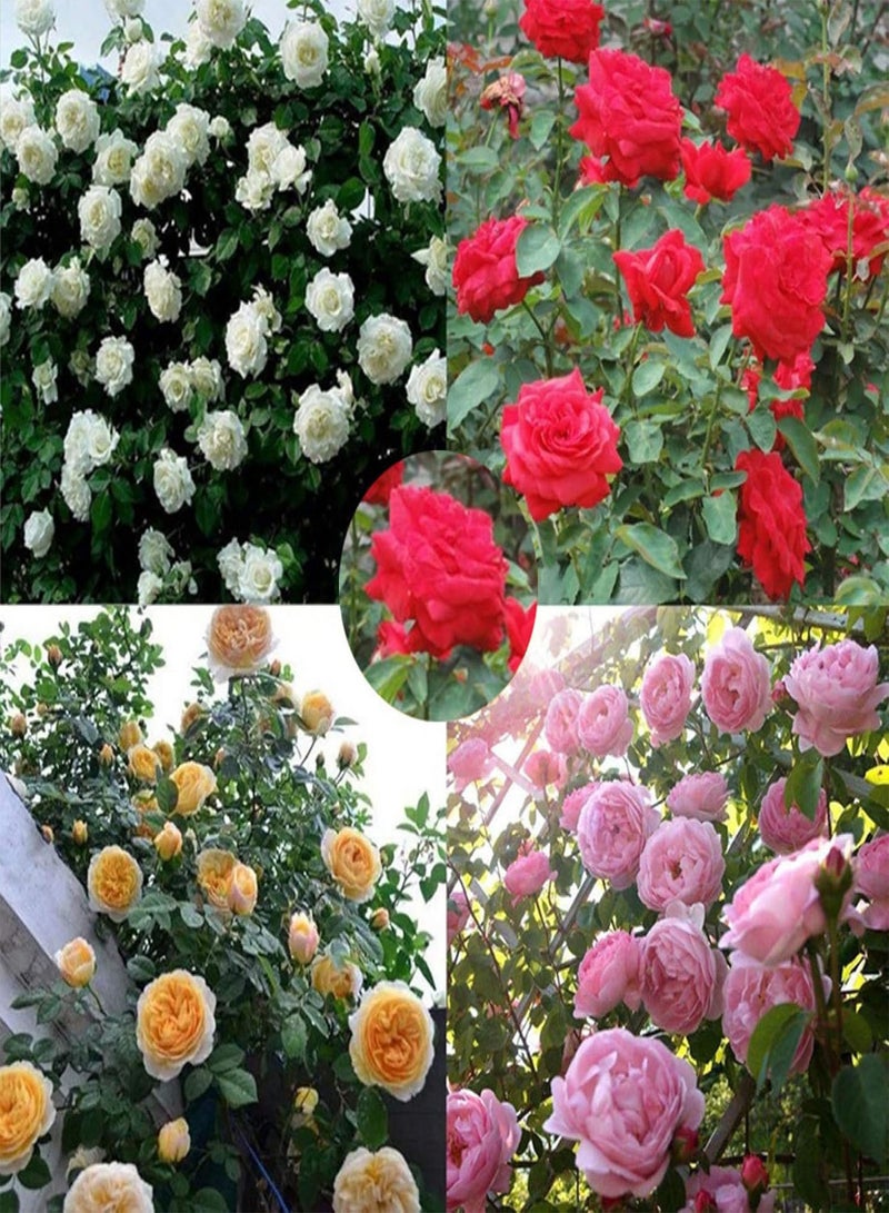 GGOOT Green Garden Flower Plants-100Pcs Climbing Rose Seeds Flower Plant Home Garden Roof Bonsai Balcony Decor - Red - Image 2