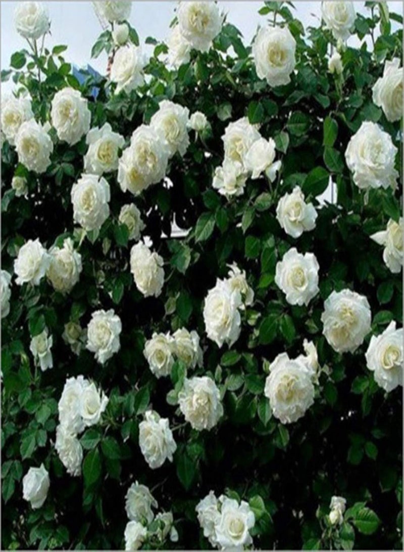 GGOOT Green Garden Flower Plants-100Pcs Climbing Rose Seeds Flower Plant Home Garden Roof Bonsai Balcony Decor - Red - Image 3