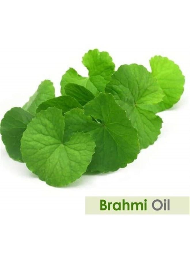 Salvia Brahmi Oil (bacopa monnieri) Carrier Oil 100% Pure & Natural Undiluted Unrefined Uncut Organic Standard Oil Cold Pressed Therapeutic Grade Aromatherapy Bulk Oil (50 ML with Dropper)  - Image 4