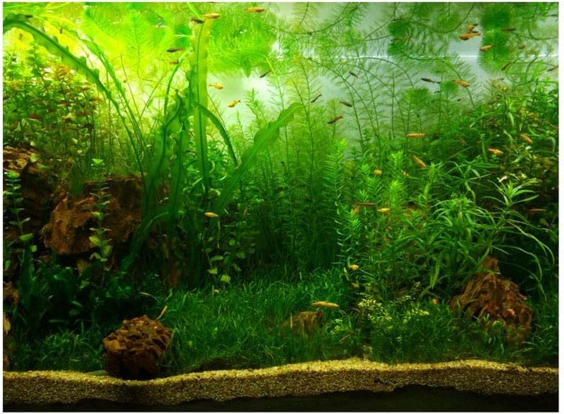 Fish Tank Background,Stunning Aquarium Backgrounds and Posters for Aquarium Decor,Nice Fish Tank Decoration Paper,Enduring,Waterproof,Self Adhesive,and Non Fading Design (122 * 46cm) - Image 1