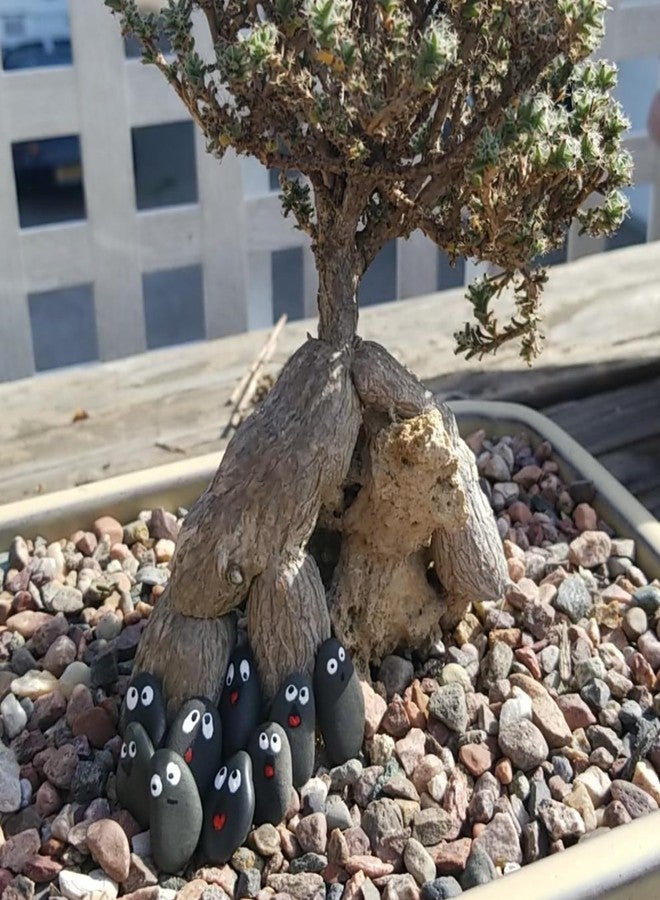 Lifetop Tiny River Rocks, 0.5"-1.0" Pebbles for Plants & Succulents, Decorative Outdoor Landscaping Garden Rocks, Natural Pebbles Aquarium Rocks Gravel for Flower Bed Fish Tank Plants Vases (1LB) - Image 5