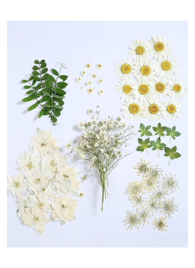 72 PCS Real Dried Pressed Flowers, Art Natural Dried Flower Leaf Plant Herbarium for Making Jewelry Nail Scrapbooking DIY Candle Decoration Resin Jewelry Crafts Making (White Daisy) - Image 1